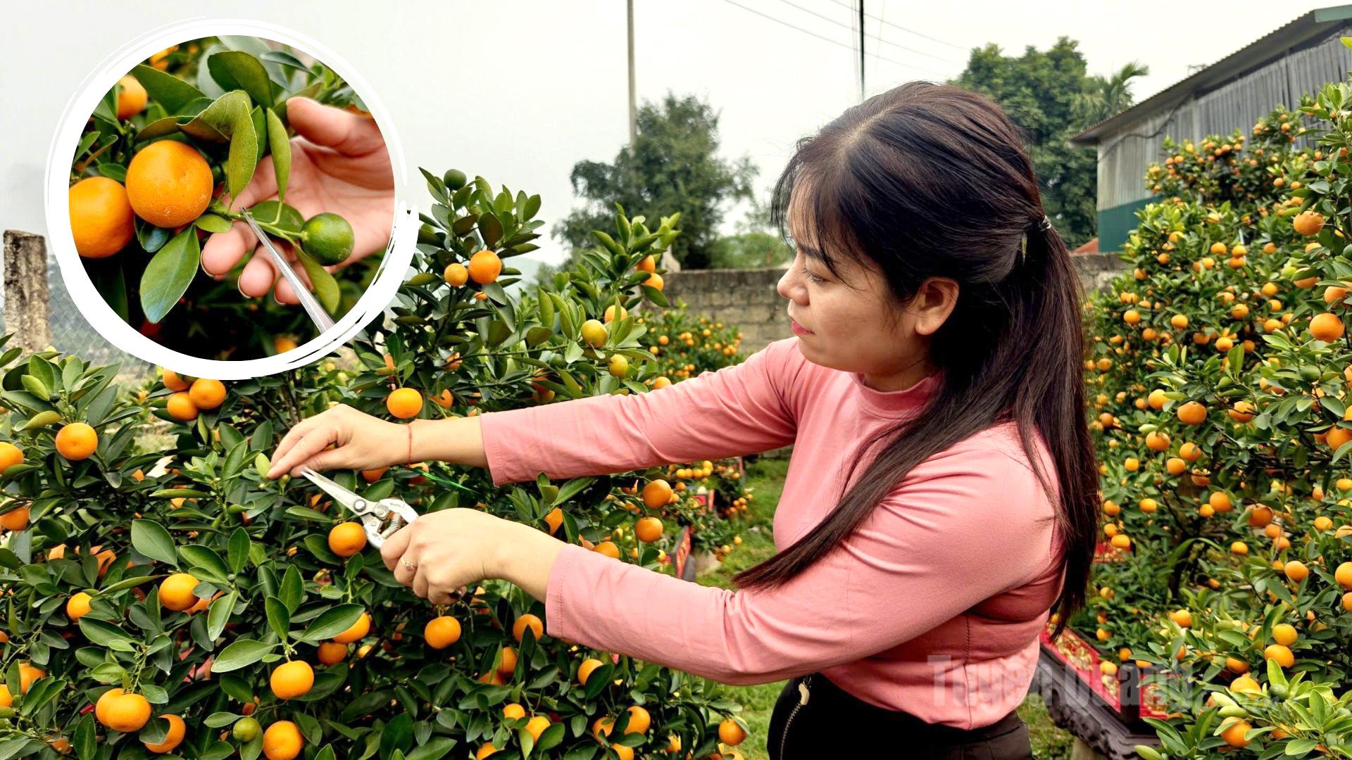 Before being put on sale, the trees are carefully trimmed to maintain their aesthetic shapes.
