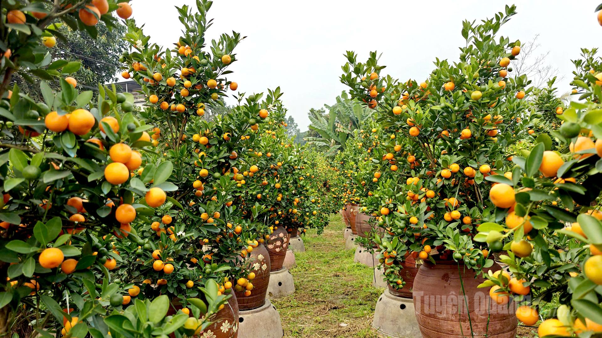 A wide variety of kumquat tree shapes are available to meet customer preferences.