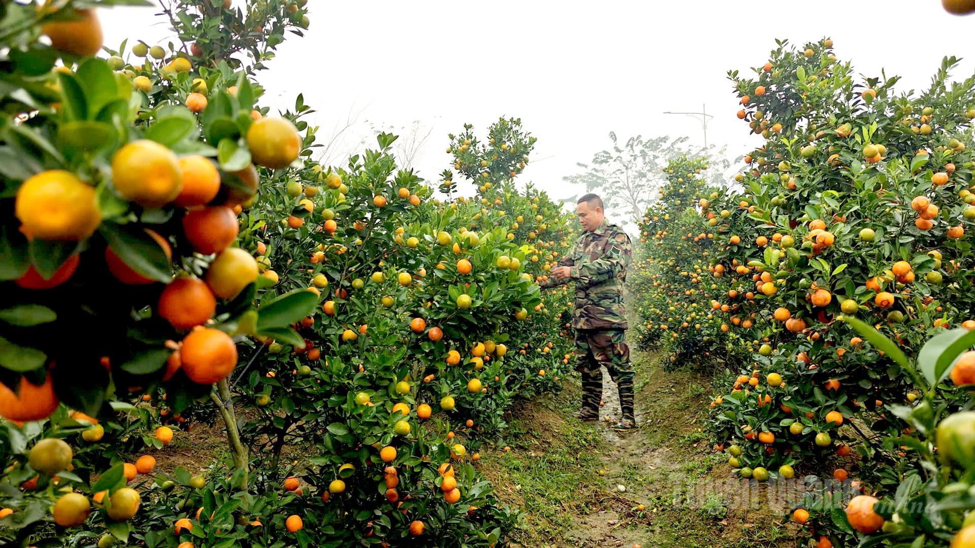 Binh mainly grows large-sized kumquat trees, and his garden is currently thriving with heavily laden fruit.