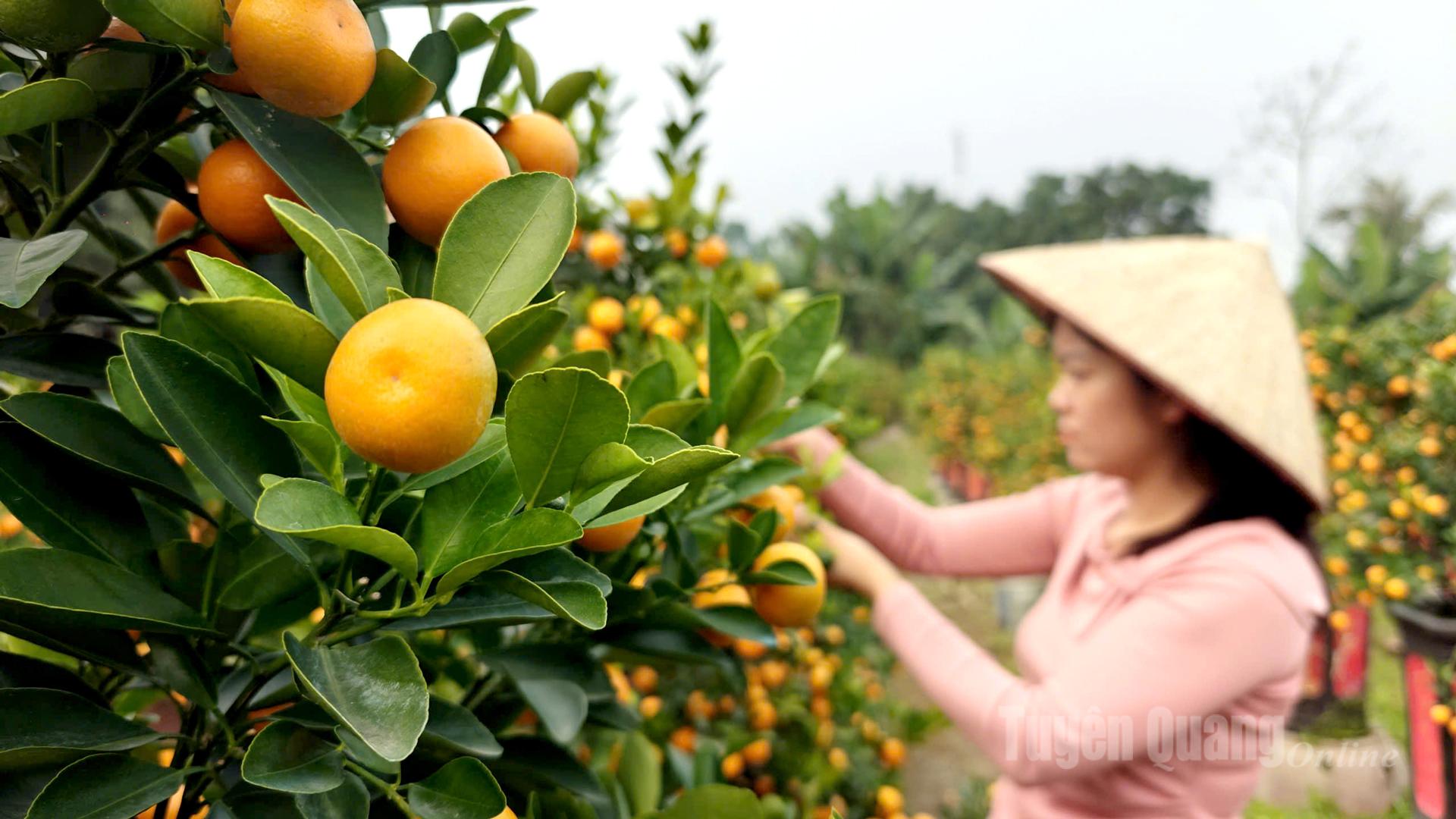 Growing kumquat trees for Tet is considered an art, as growers must master pruning techniques to create the most visually appealing shapes.