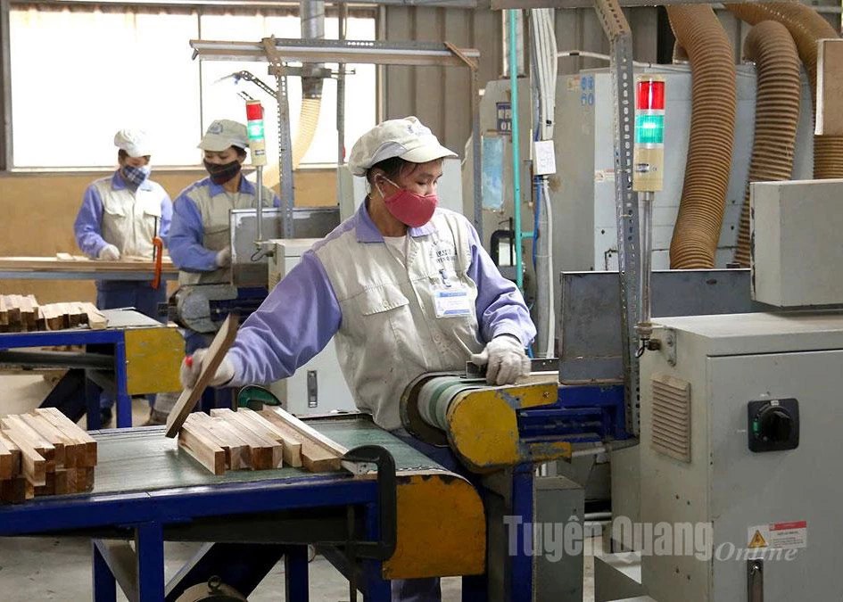 Export wood production at Woodsland Tuyen Quang Joint Stock Company, Thang Quan Industrial Cluster.