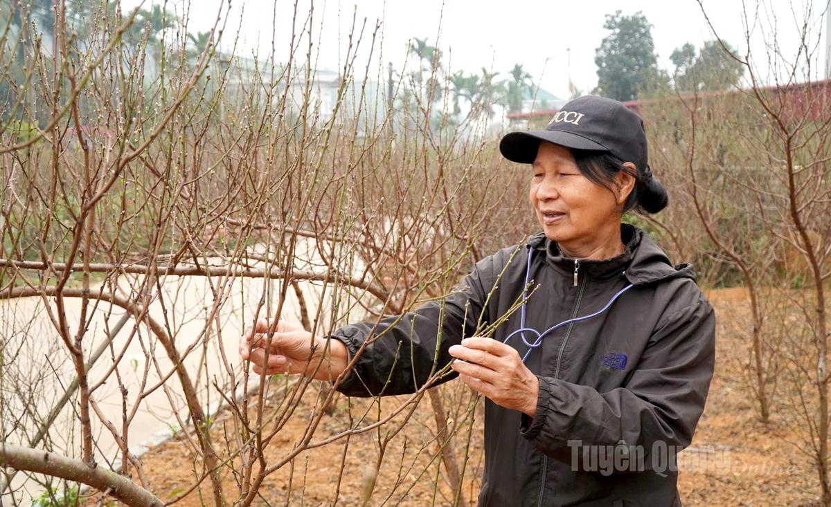 Nong Tien peach village enters the Tet flower season.