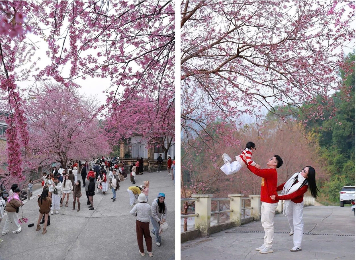 Hoa Mai anh đào nở rộ trên Cao nguyên đá.