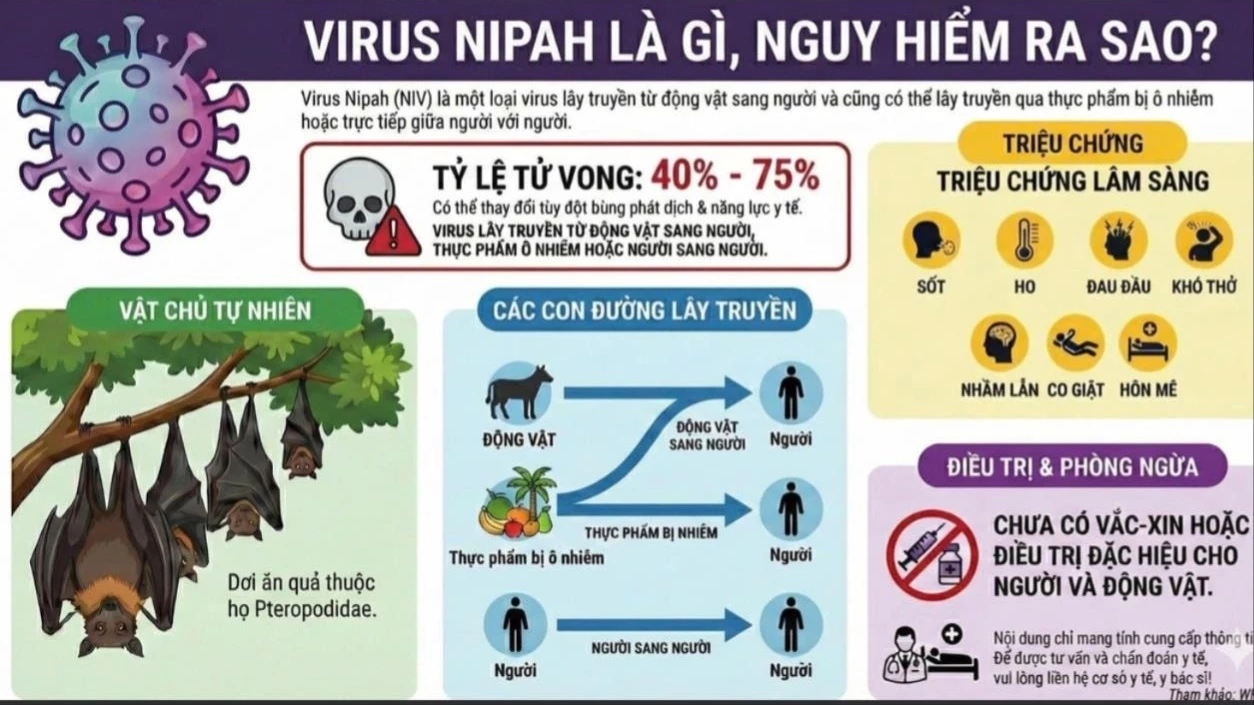 Hỏa tốc chỉ đạo chủ động phòng, chống bệnh do vi rút Nipah