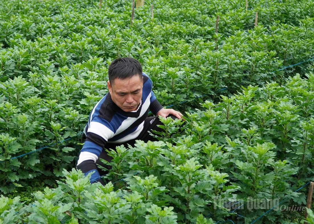 Farmers in Ban Cuom Commune tend chrysanthemum flowers in preparation for the 2026 Lunar New Year.