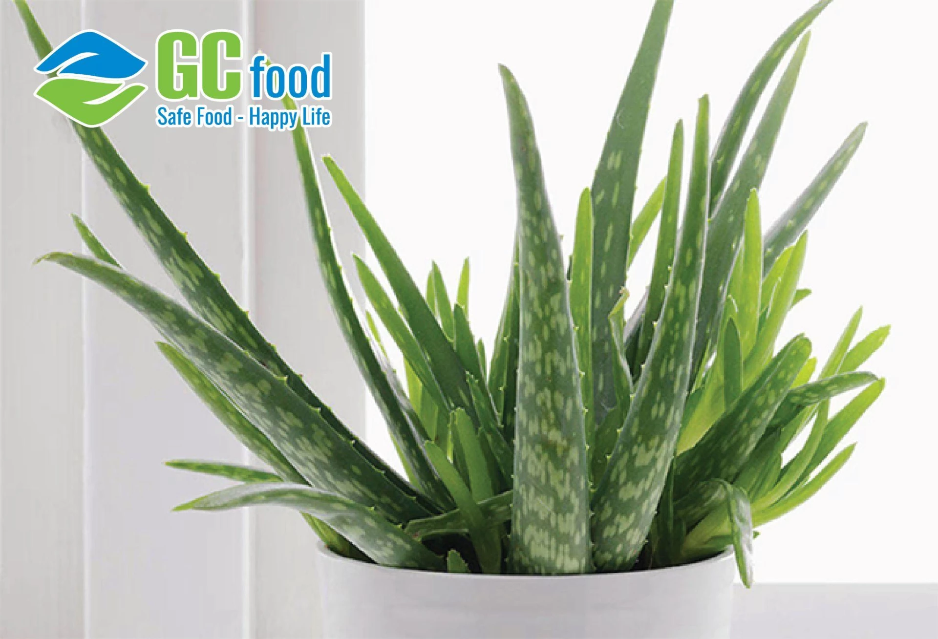 Cây lô hội có nhiều dưỡng chất và dễ ứng dụng nên rất được ưa chuộng.