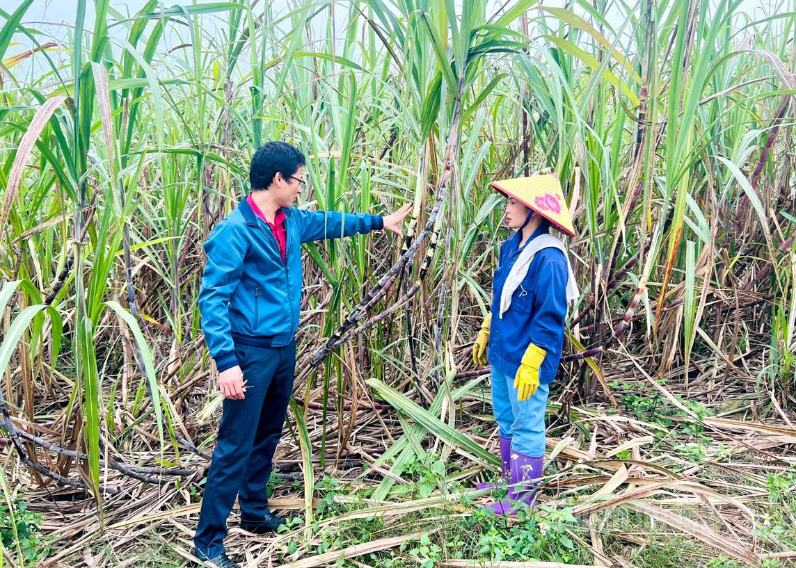 Agricultural officers of Son Duong Sugarcane Joint Stock Company guide farmers on harvesting new sugarcane varieties.