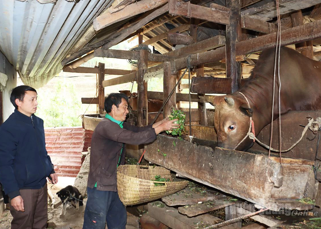 Cattle fattening helps people of Khau Vai Commune increase their income.