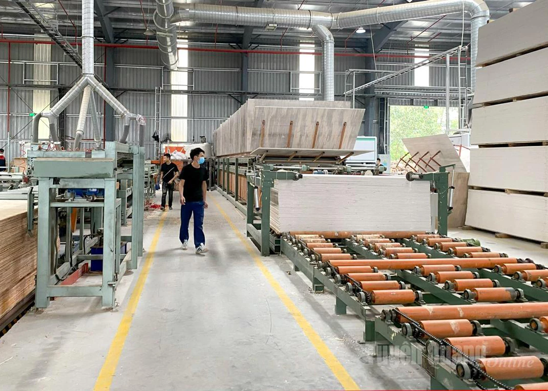 Export-oriented industrial plywood production at Sao Viet Tuyen Quang Co., Ltd.