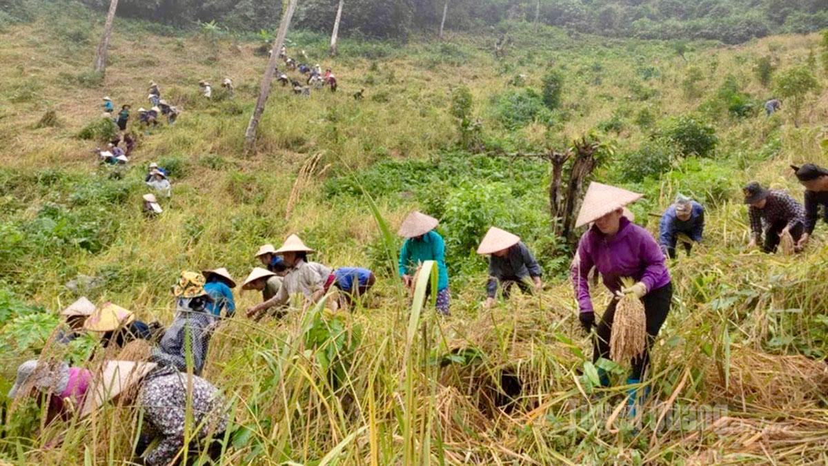 Hội viên Chi hội Phụ nữ thôn Bản Thác, xã Yên Hoa hỗ trợ gia đình hội viên gặt lúa.
