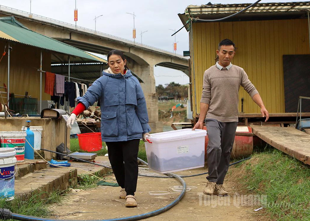 Early-year fish harvests are a positive sign for fishing communities in Tuyen Quang.