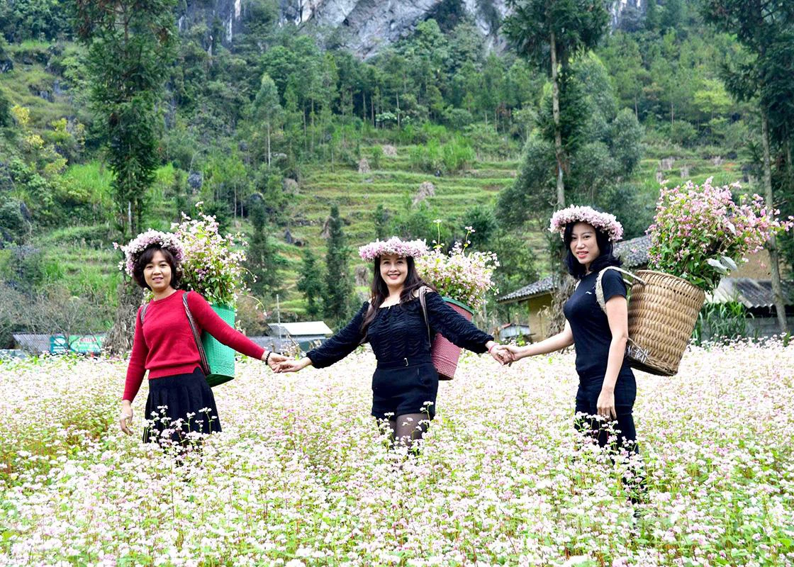 Buckwheat flowers on the Dong Van Karst Plateau attract a large number of tourists.