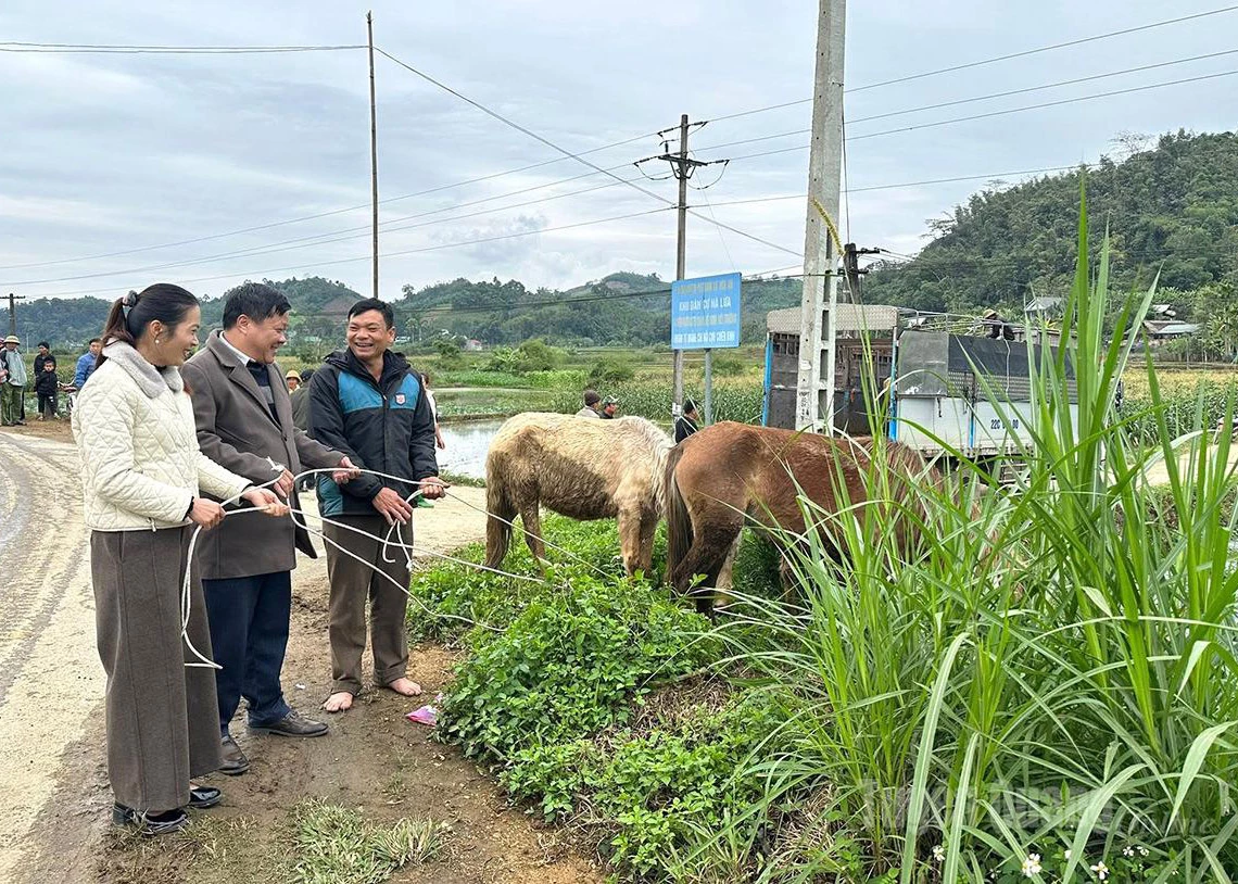 Hoa An Commune presents breeding horses to poor households.