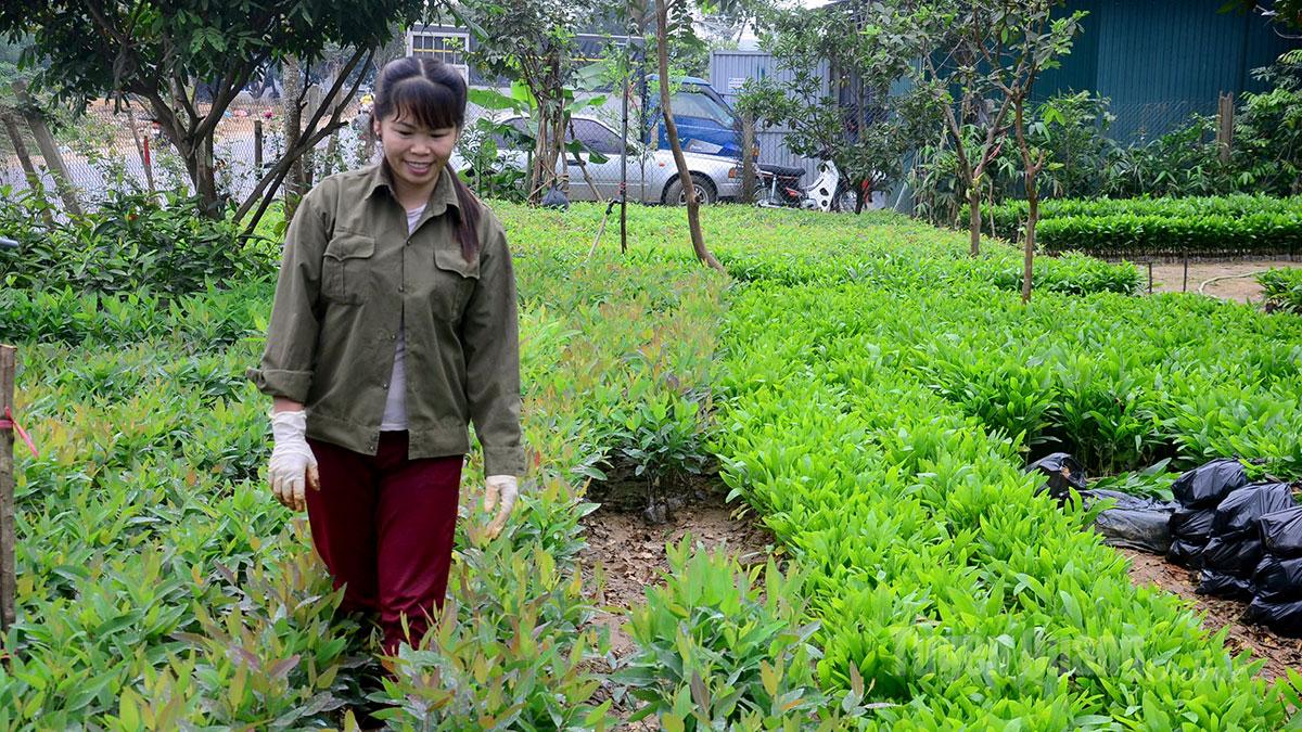 Người dân thôn Đồng Bèn, xã Bình Ca chuẩn bị nguồn cây giống phục vụ trồng rừng 2026.