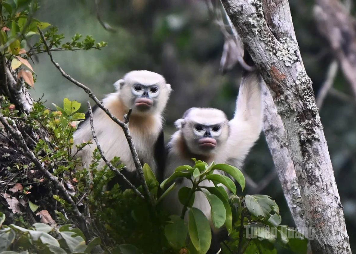 Khau Ca Forest provides a suitable habitat for the Tonkin snub-nosed monkey.