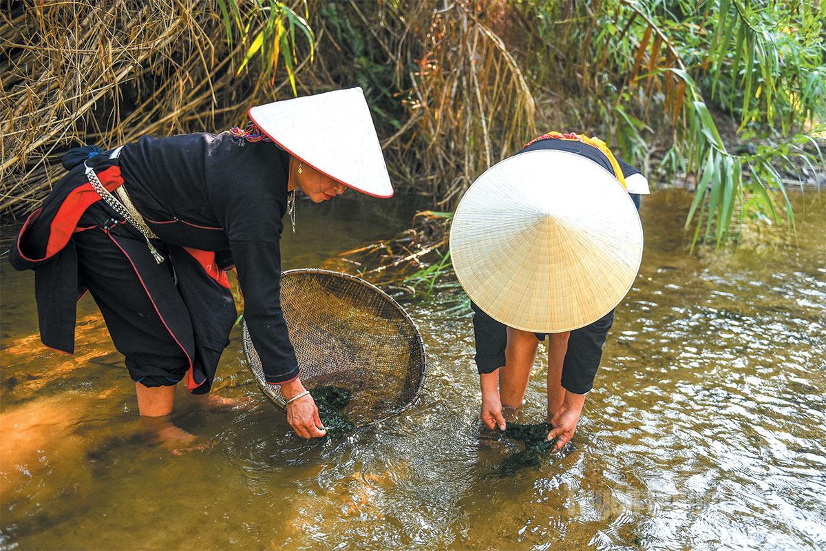 Local people harvesting rock moss.