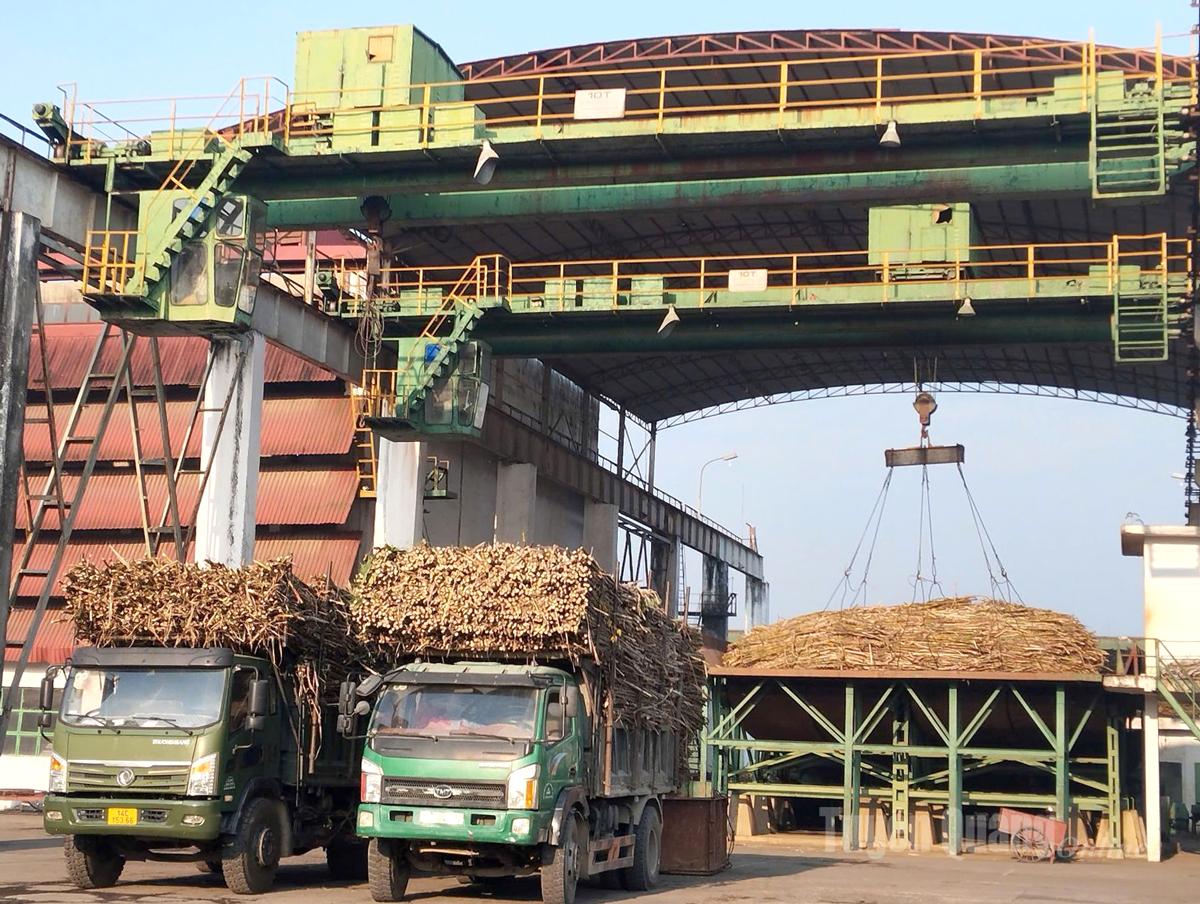 Son Duong Sugarcane Joint Stock Company gathers raw sugarcane for processing.