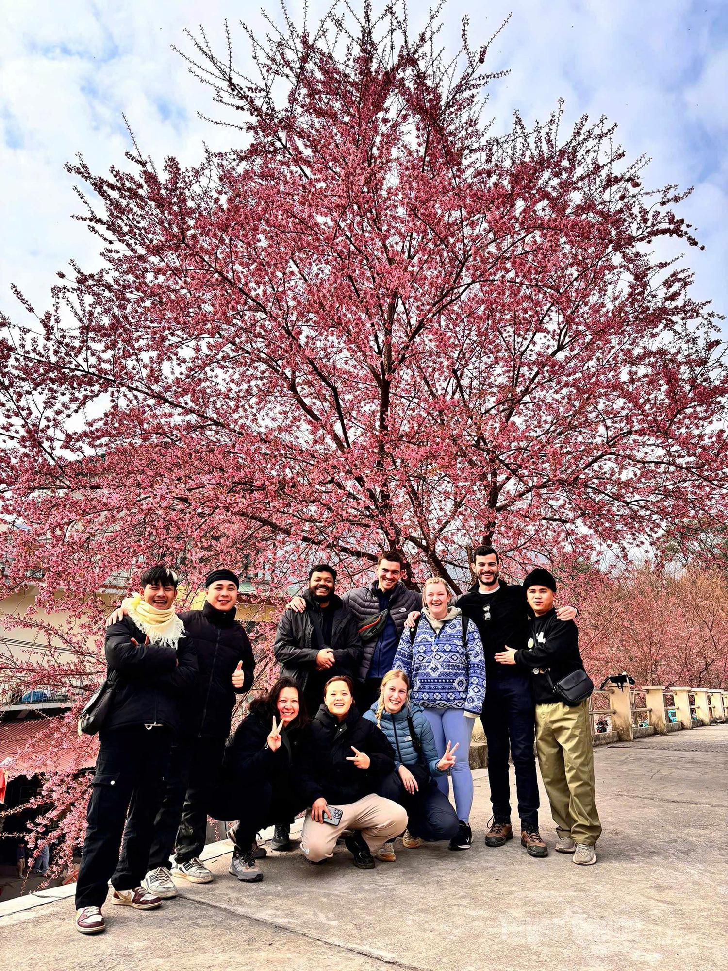 Foreign tourists are delighted to take photos with cherry blossoms in Lung Cu Commune.