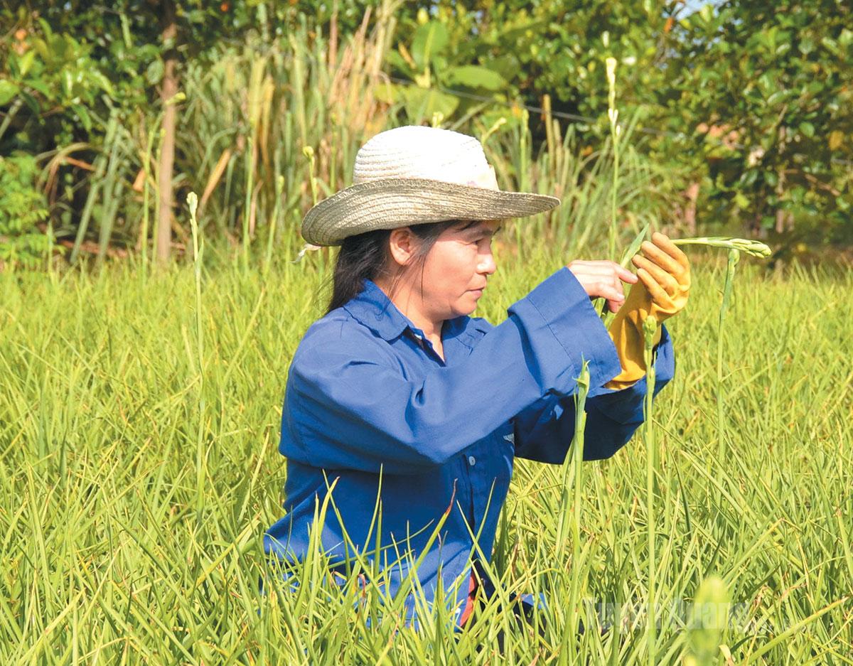 To produce abundant blooms, tuberose plants require regular care, especially maintaining adequate moisture.