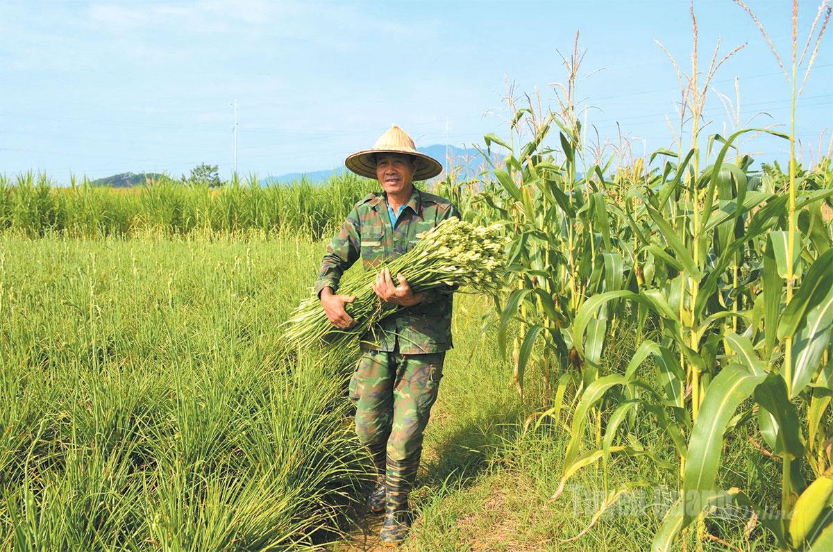The tuberose-growing trade provides a fairly good income for the people of Ly Nhan.