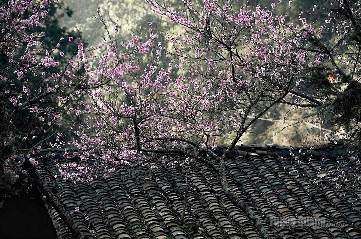 The scenery of Tuyen Quang transforms as spring arrives…