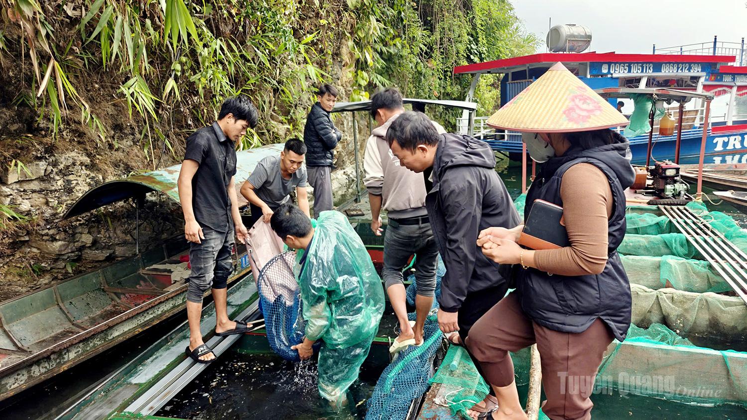 Each transport boat can carry about 0.5 tonnes of fish per trip.