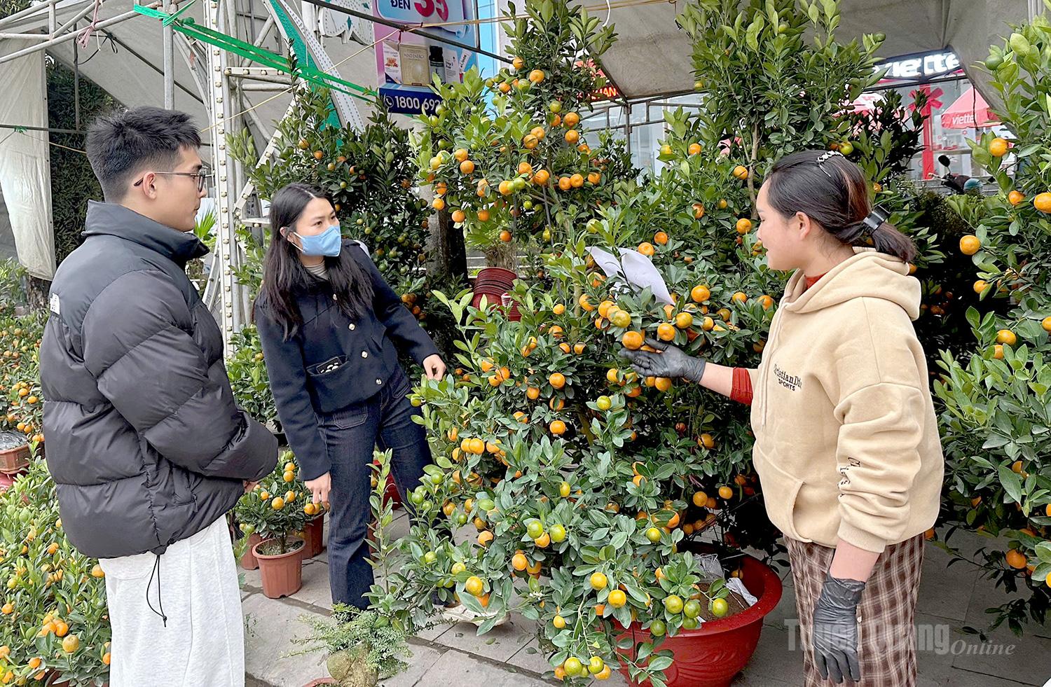 Customers choose ornamental kumquats on sale in Ha Giang 2 Ward.