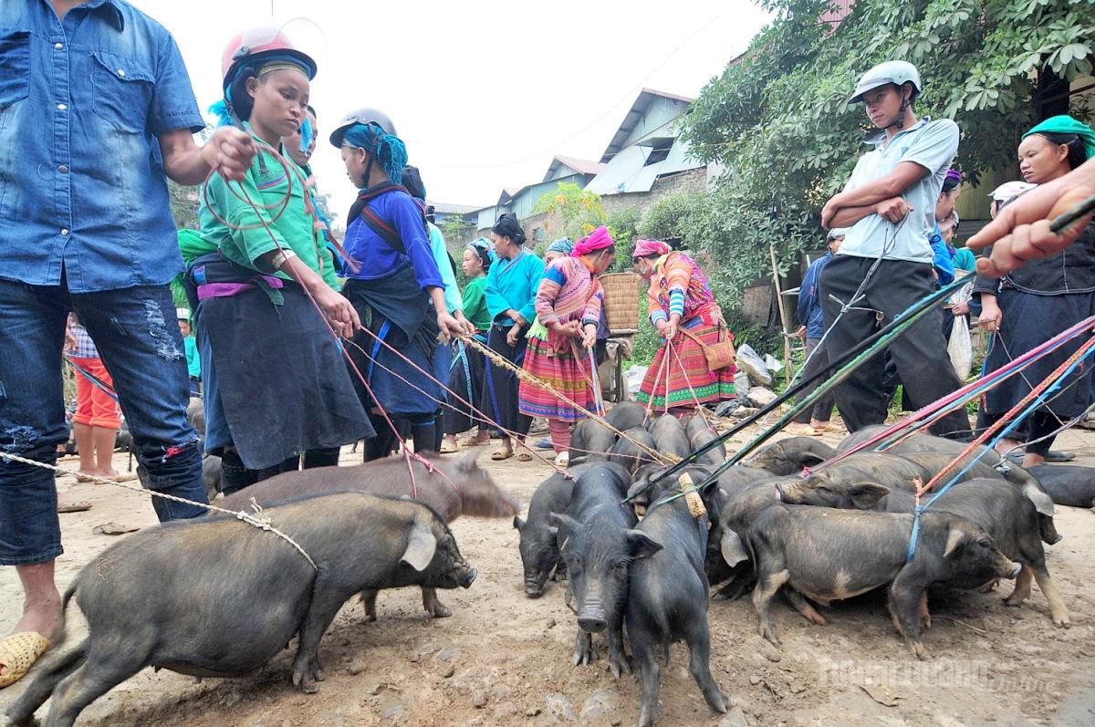 Black pigs are widely sold by locals at Coc Pai Market in Pa Vay Su Commune.