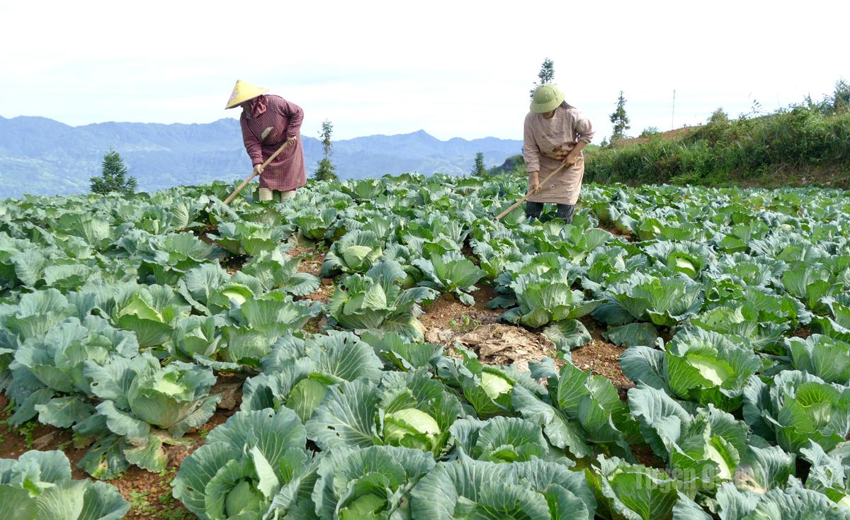 Người dân xã Xín Mần chăm sóc vùng rau sạch liên kết sản xuất theo hướng hữu cơ.