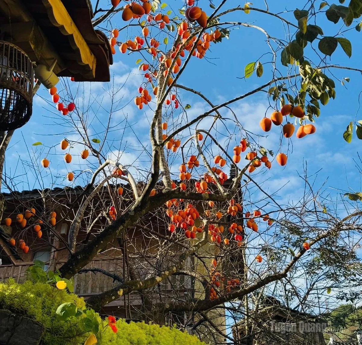 Cây hồng ở Lô Lô Chải, điểm check-in yêu thích của những người trẻ.