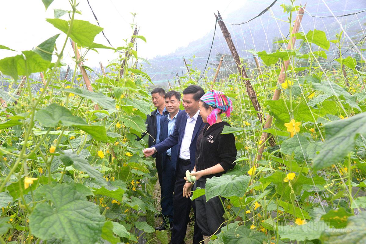 Lãnh đạo xã Xuân Giang thăm mô hình trồng dưa leo tại thôn Chì.