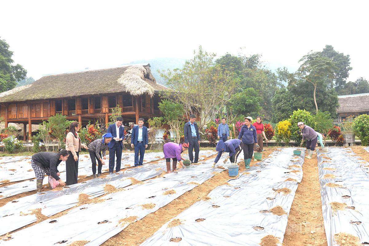 Người dân xã Xuân Giang đưa giống cây trồng mới có giá trị kinh tế cao vào sản xuất.