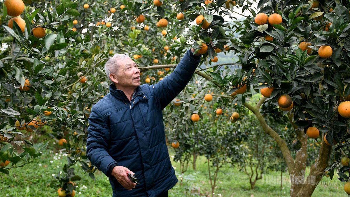 Ông Tạ Quang Thái, thôn 20, xã Thái Hòa kiểm tra chất lượng cam V2 trong vườn cây đang vào độ thu hoạch.