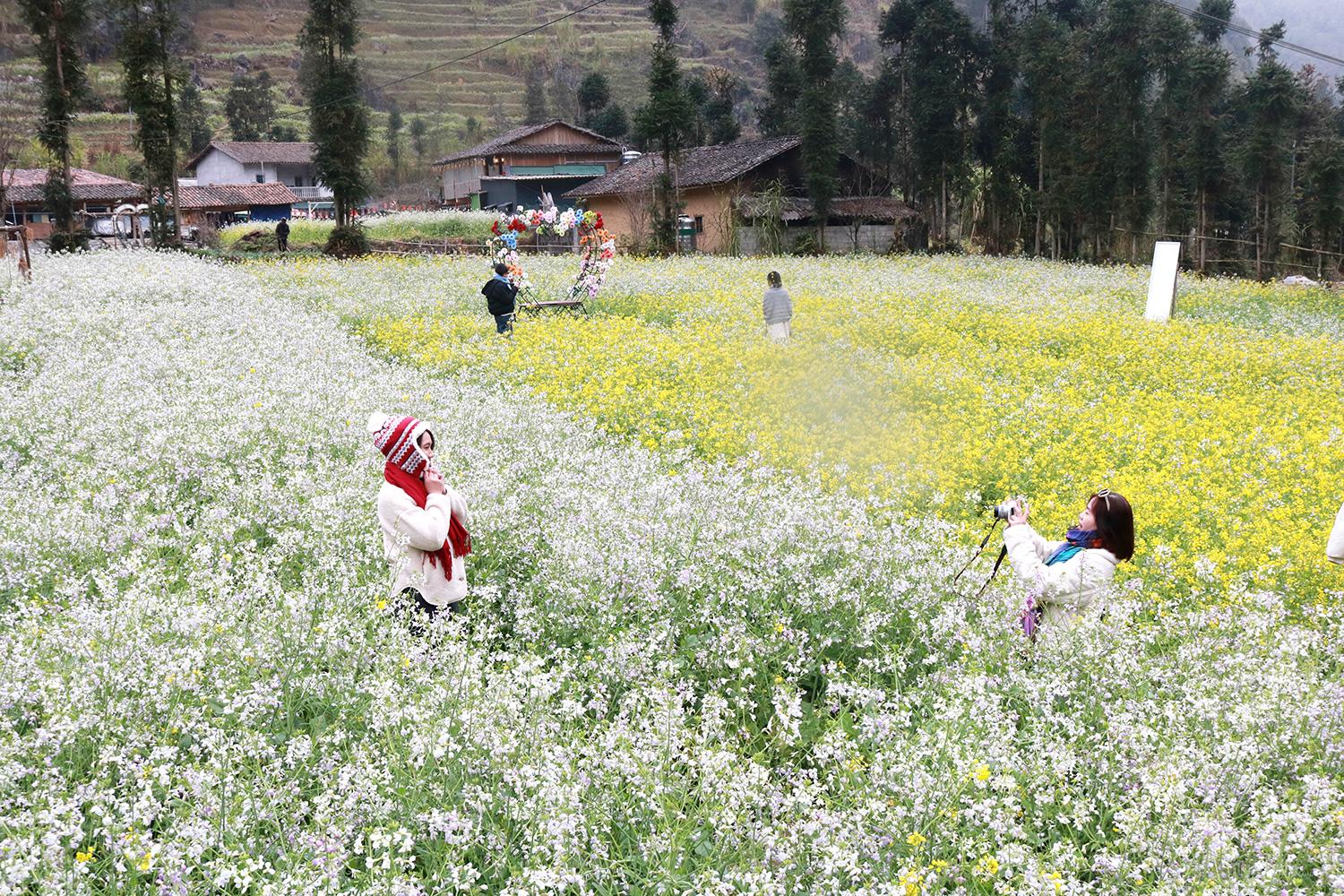 A mustard flower field in full bloom in Lung Cam Tren hamlet, Sa Phin commune.