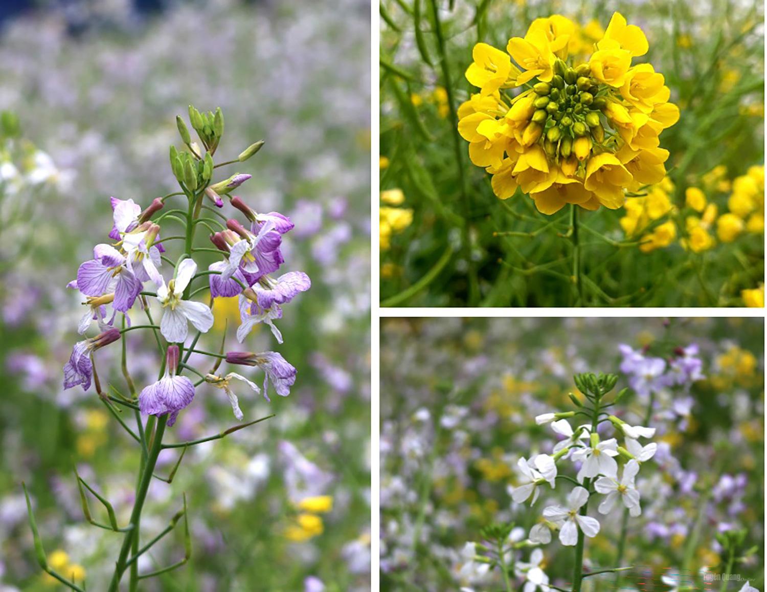The beauty of mustard flowers amid the rocky highlands.