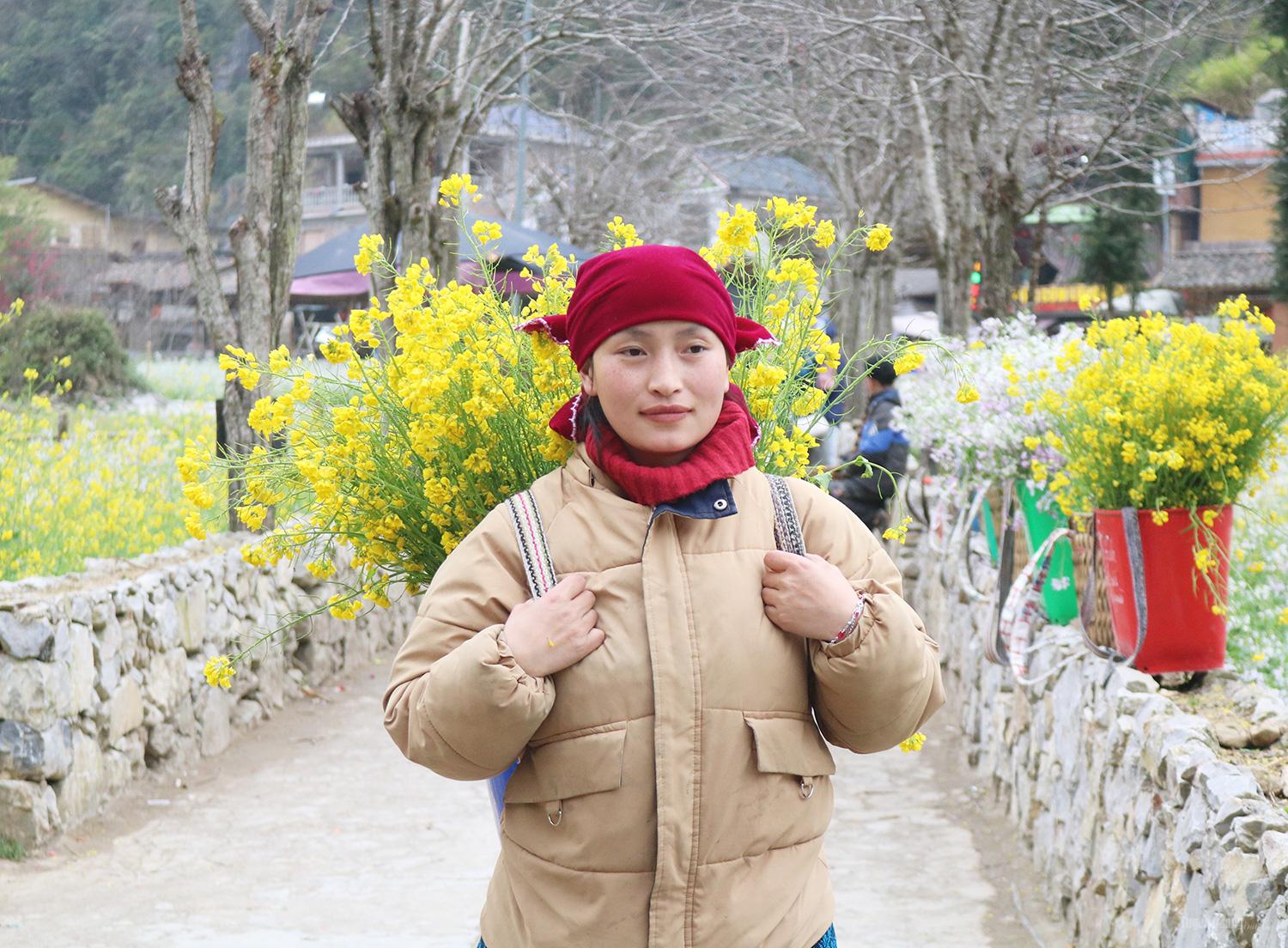Local highland people harvest mustard flowers into baskets to serve tourists taking photos.