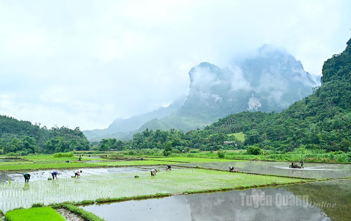 Across the fields, the bustling scene of farmers transplanting spring rice can be seen everywhere.