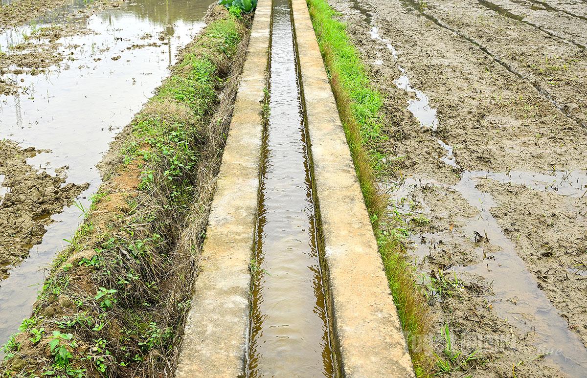 Water is supplied to the fields through an extensive network of internal irrigation canals.