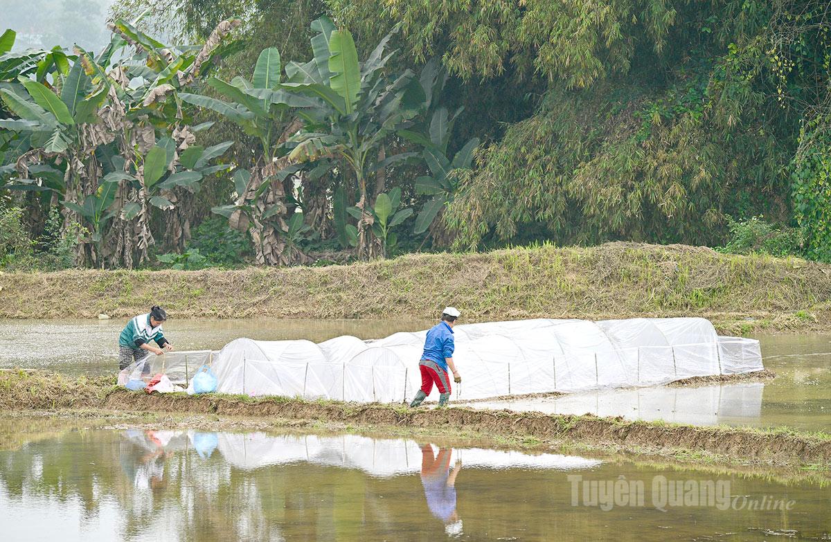This year’s severe cold spell has prompted farmers to cover seedbeds with plastic sheets to ensure healthy seedling growth.