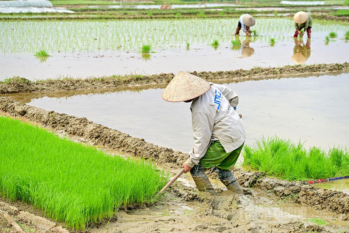 After about 15 days of sowing, the seedlings are ready for transplanting.