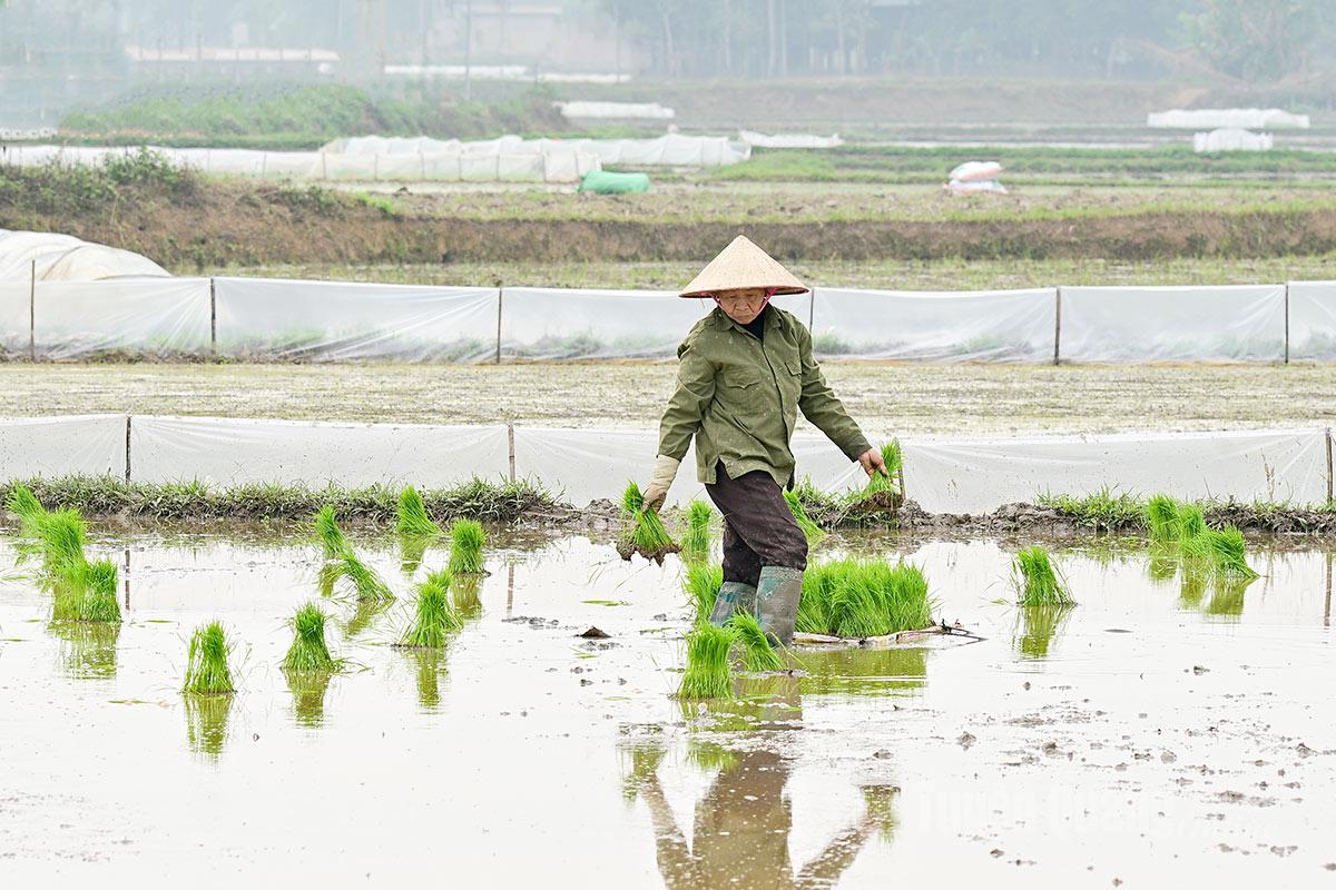 Seedlings are evenly distributed across the paddies before transplanting begins.