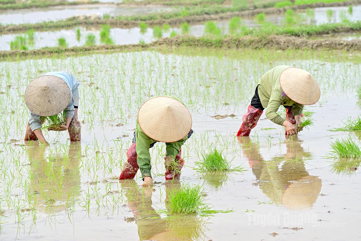 The labor-exchange transplanting method continues to be effectively applied by many farming households.