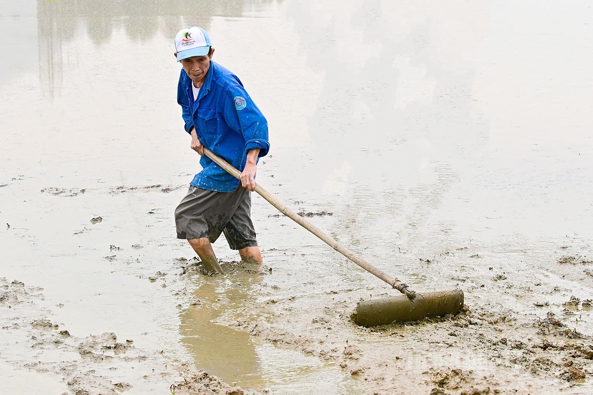 In small or corner plots where plowing machines cannot access, farmers still rely on manual soil-raking tools.