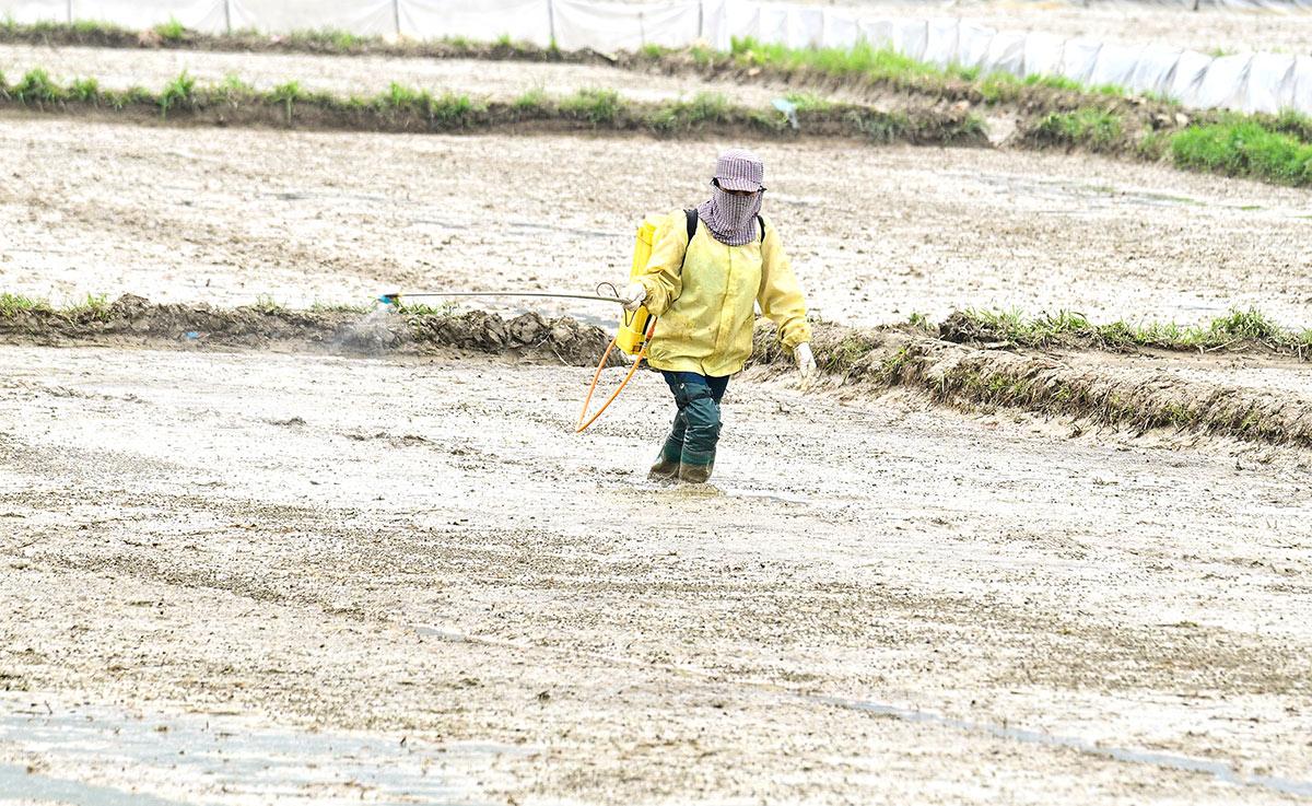Farmers spray chemicals to eliminate golden apple snails after sowing.