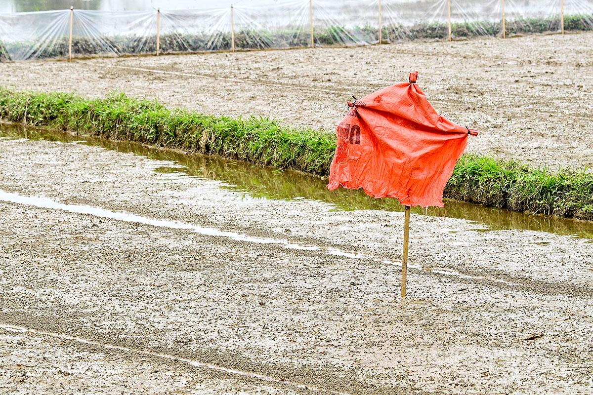 In some areas, especially low-lying paddies prone to waterlogging, farmers continue to use direct seeding methods and apply measures to scare away birds that feed on germinating seeds.