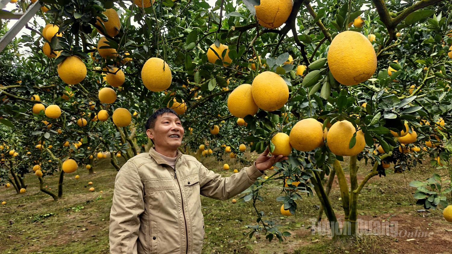 Golden-yellow, round, and full pomelos resemble lanterns, creating an early spring scene that is warm and full of vitality in the countryside.