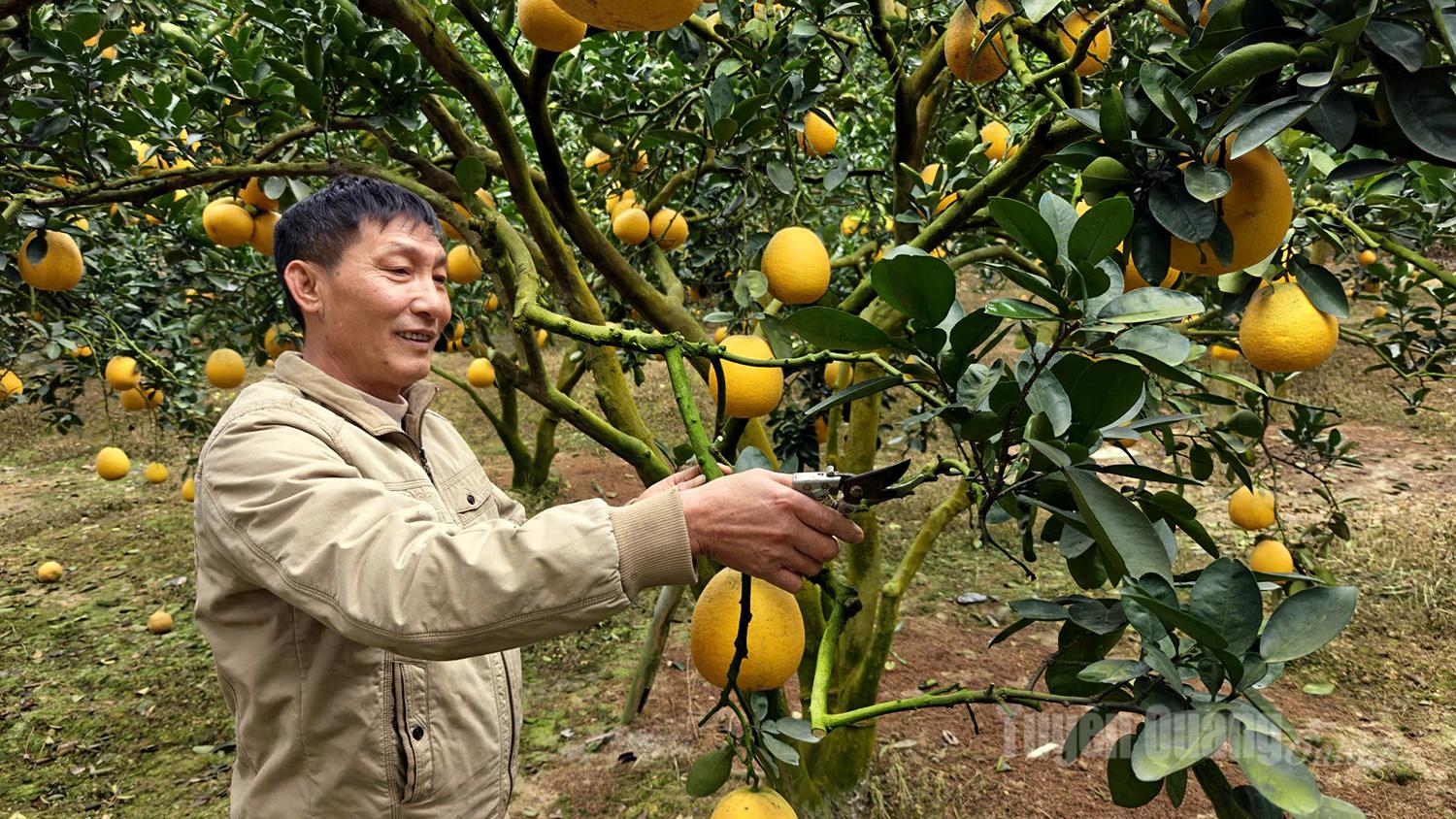 These days, Mr. Thang’s family is busy harvesting and sorting pomelos to meet Tet market demand.