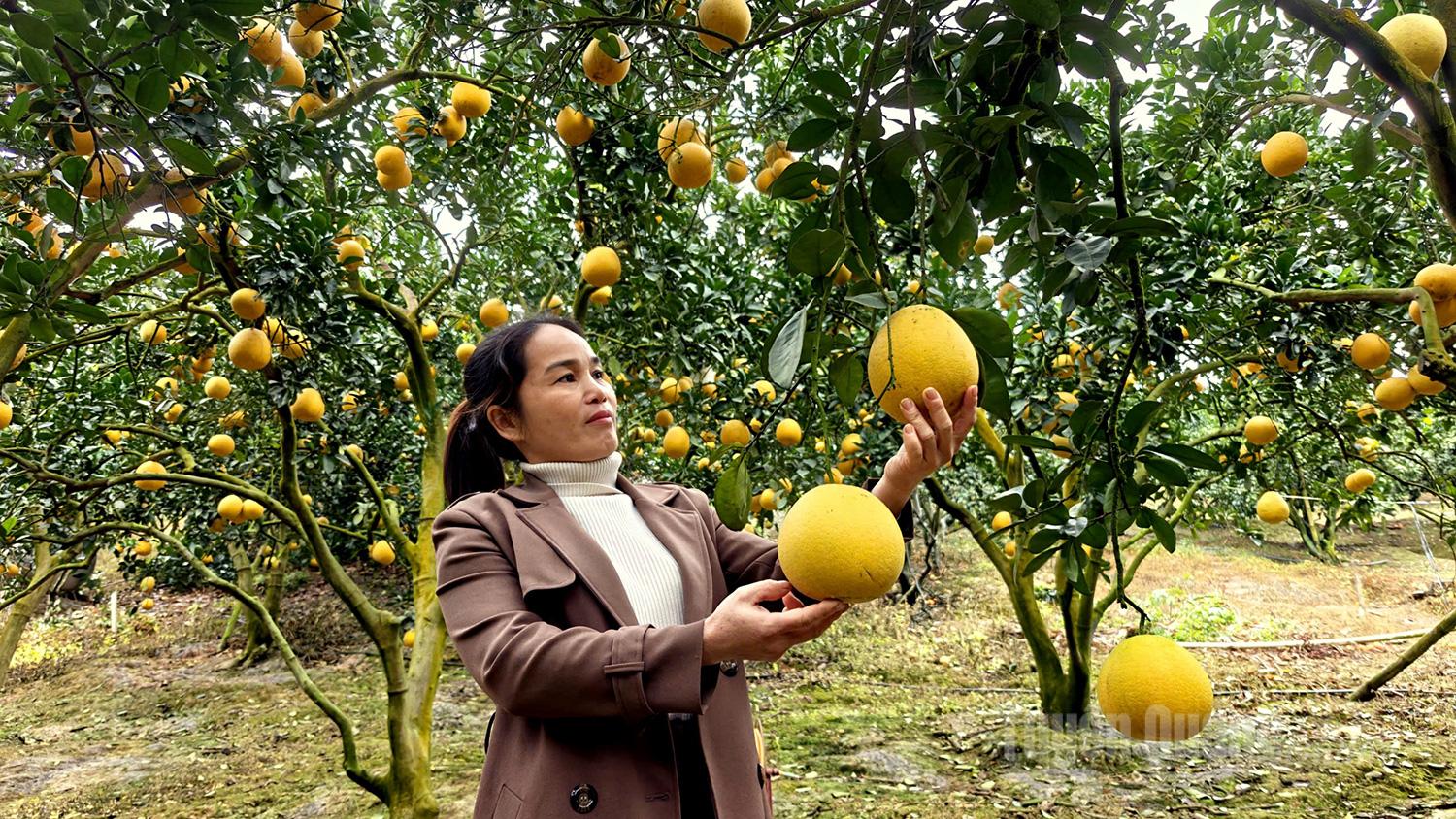 Currently, Dien pomelo prices at orchards range from VND 20,000 to VND 50,000 per fruit, depending on size and appearance. According to growers, prices have remained relatively stable to ensure strong consumption and to maintain the reputation of Dien pomelo - a familiar fruit on Tet offering trays in many Vietnamese families.