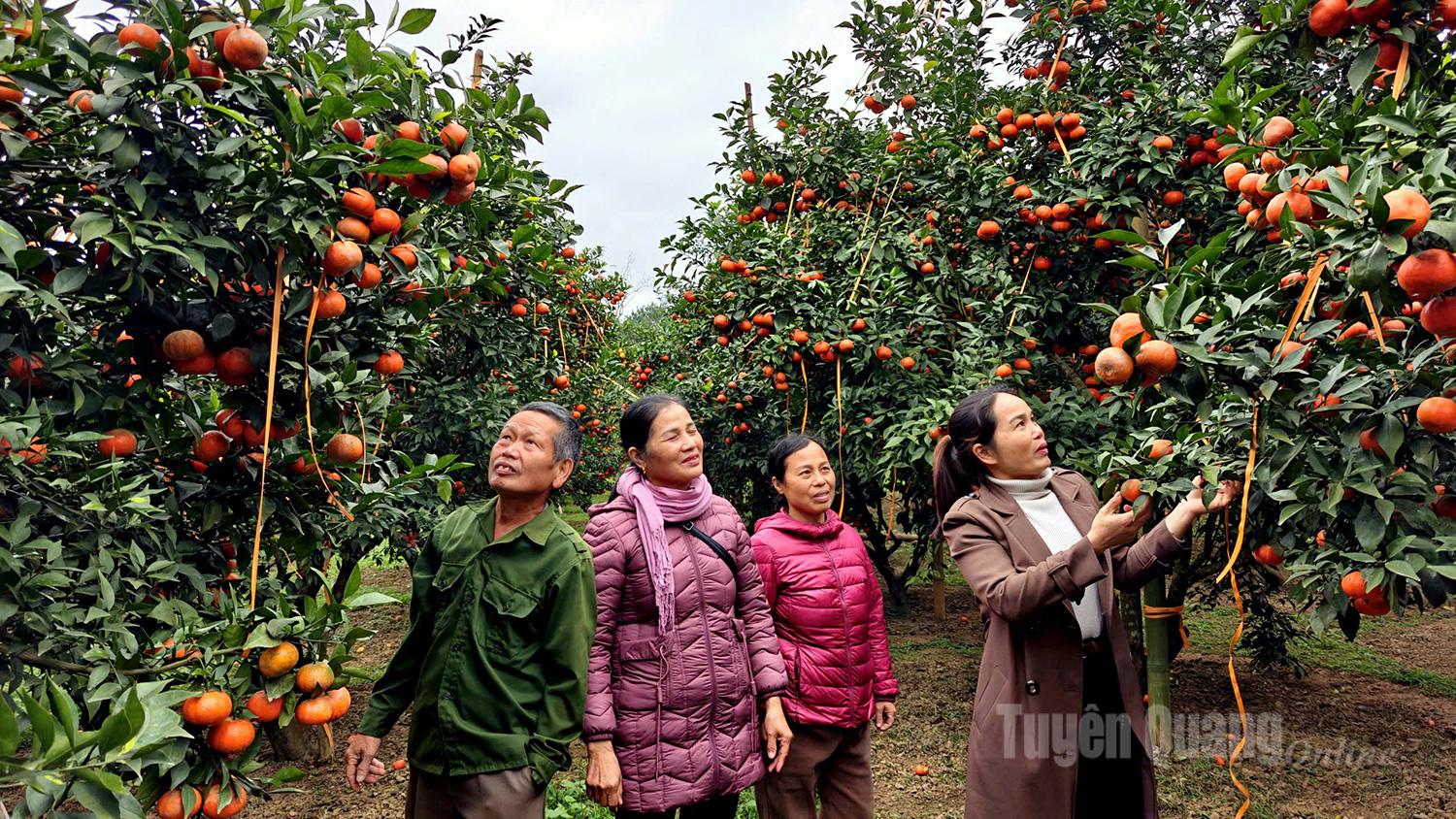 Alongside pomelos, oranges and mandarins are also entering the Tet harvest season, forming a lively picture of ripening fruits across rural areas.