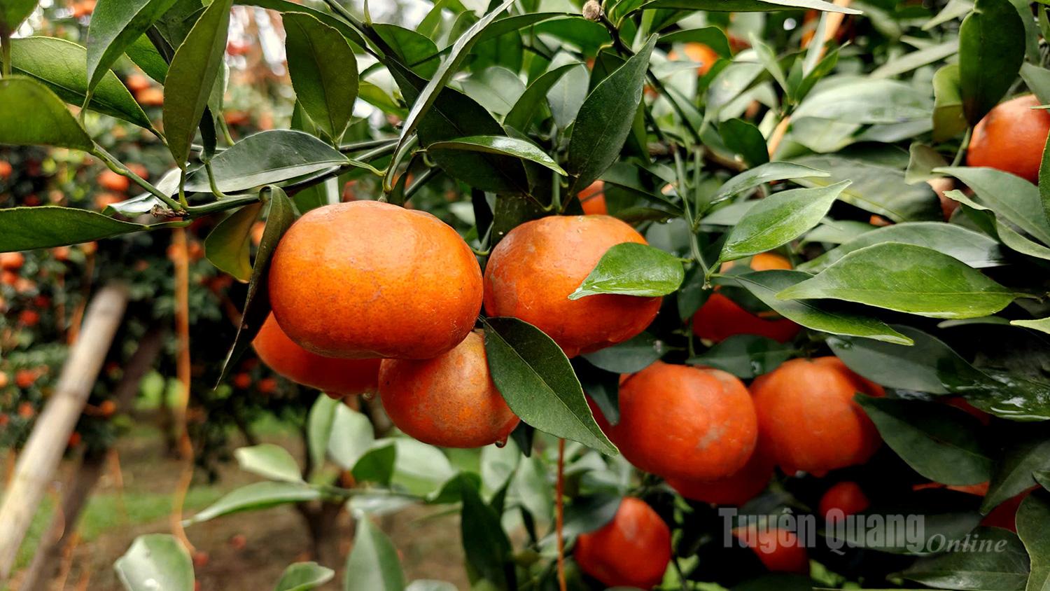 Clusters of ripe, deep-orange Duong Canh oranges, sweet and flavorful, bring warmth to orchards in the final days of the year.